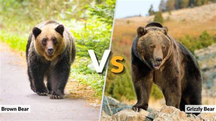 Brown Bear vs Grizzly Bear: Key Differences, Facts, and Insights