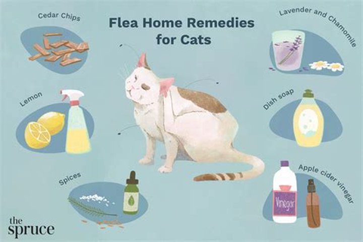 Will Cat Fleas Bite Humans? A Comprehensive Guide